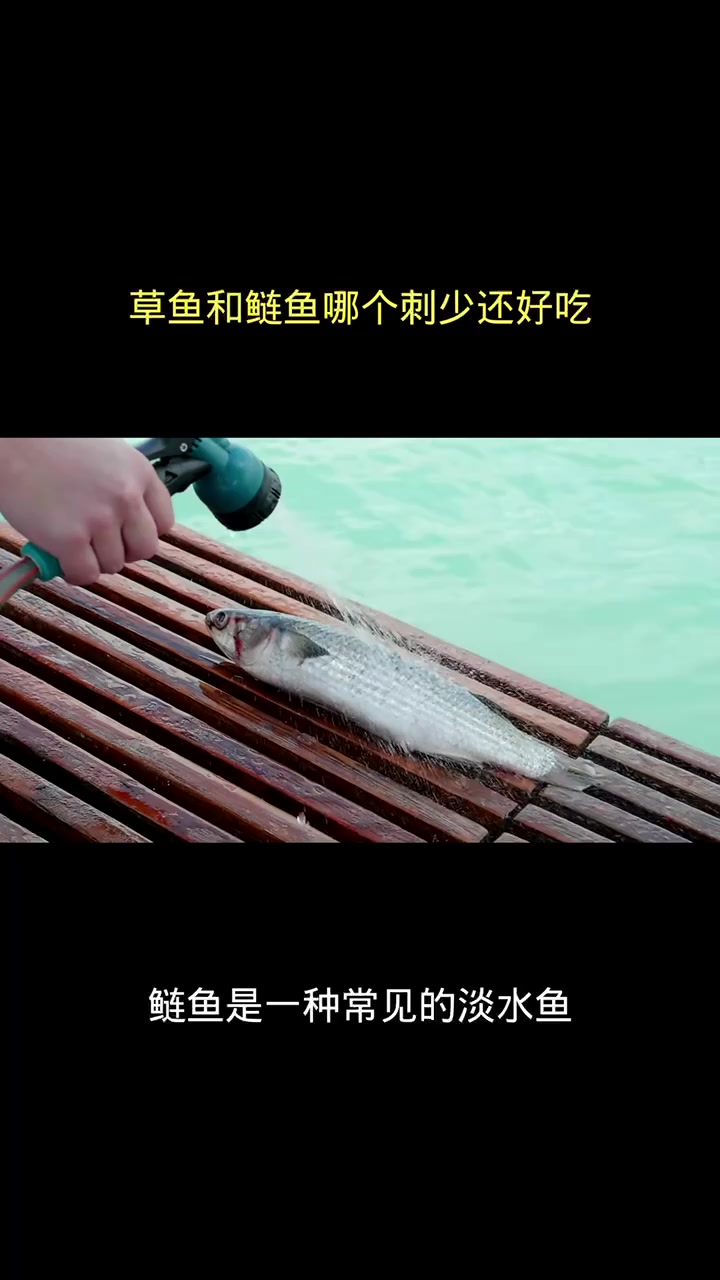 草鱼和鲢鱼哪个刺少还好吃