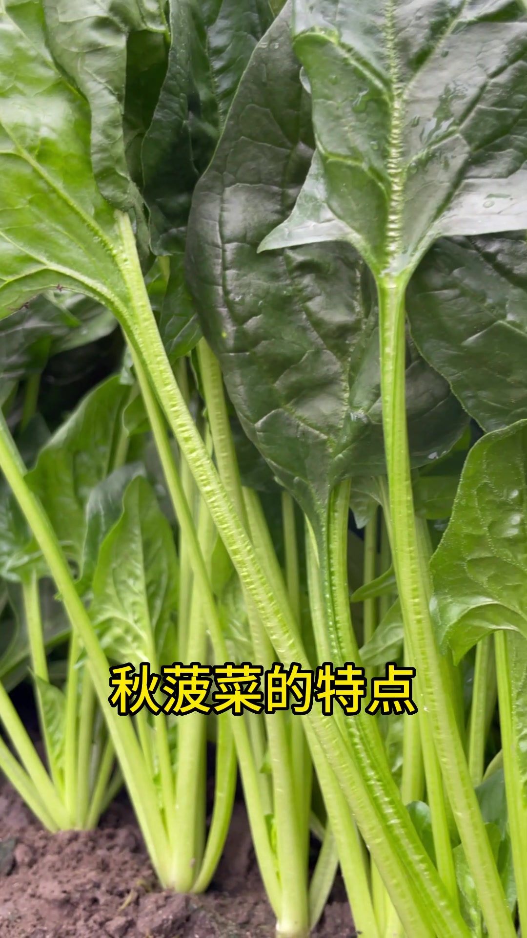 秋冬菠菜种植方法