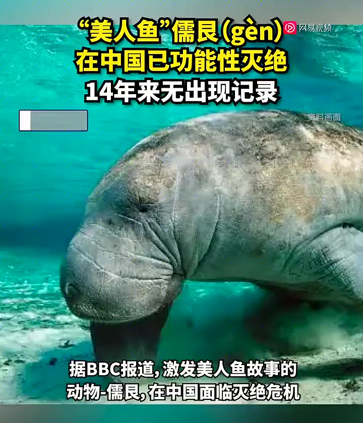 14年来无出现记录!“美人鱼”儒艮在中国已功能性灭绝?
