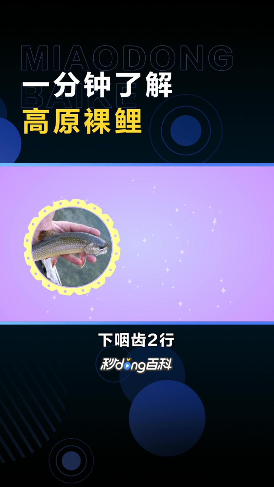 高原裸鲤:鲤科裸鲤属鱼类