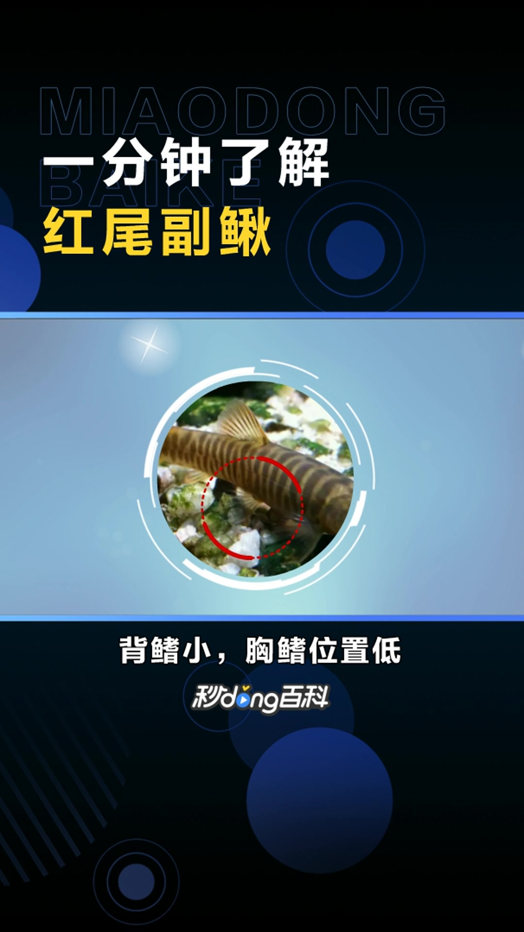 红尾副鳅:鳅科副鳅属鱼类