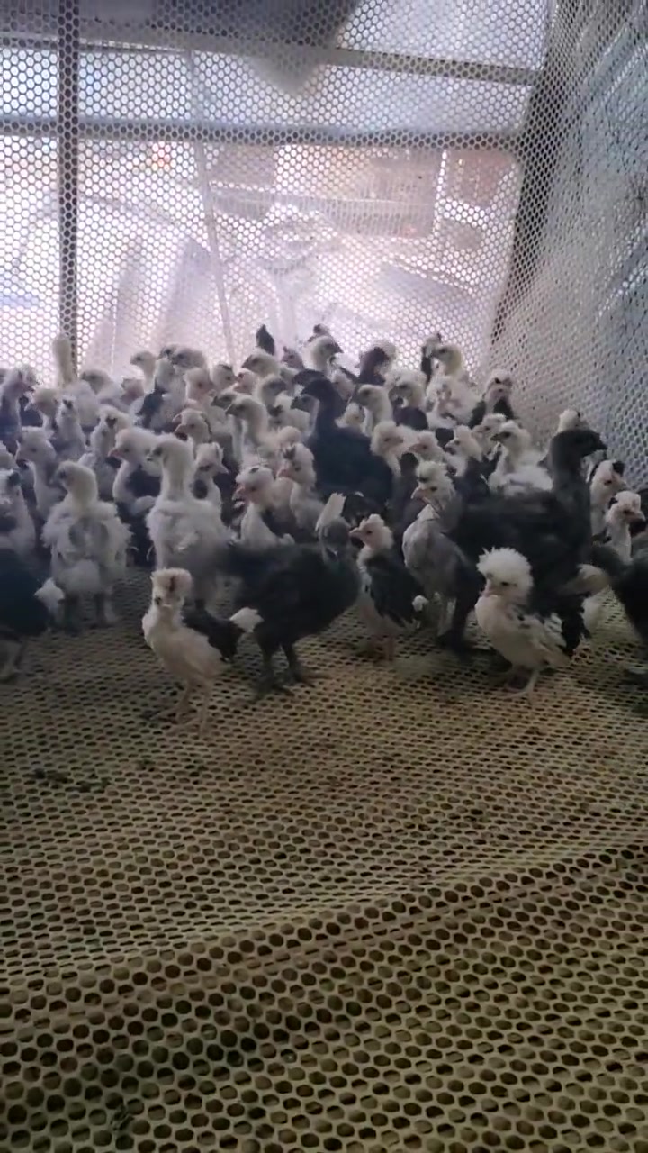 贵妃鸡苗白凤乌鸡苗