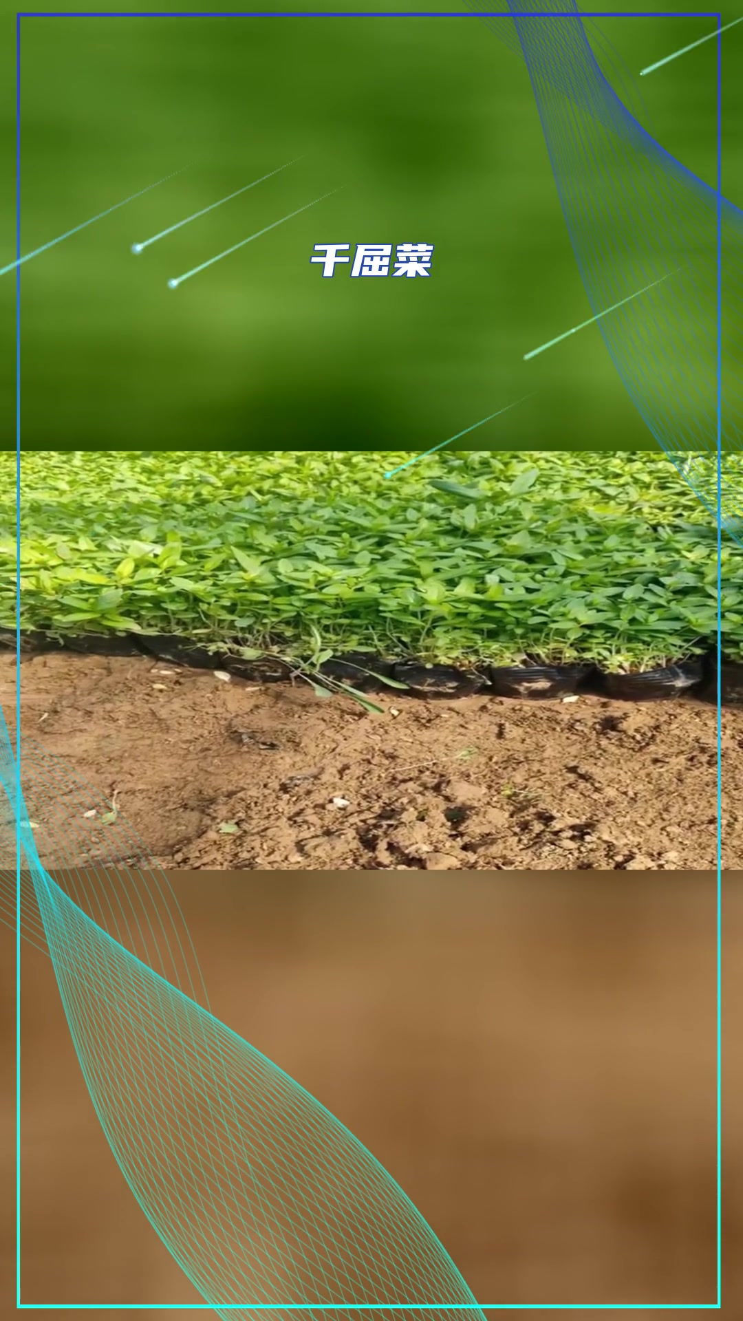 盆栽千屈菜优势