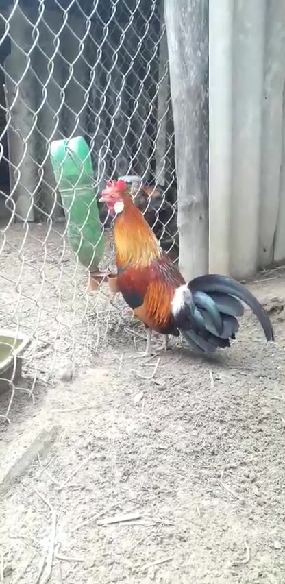 泰国大白耳泰国观赏鸡