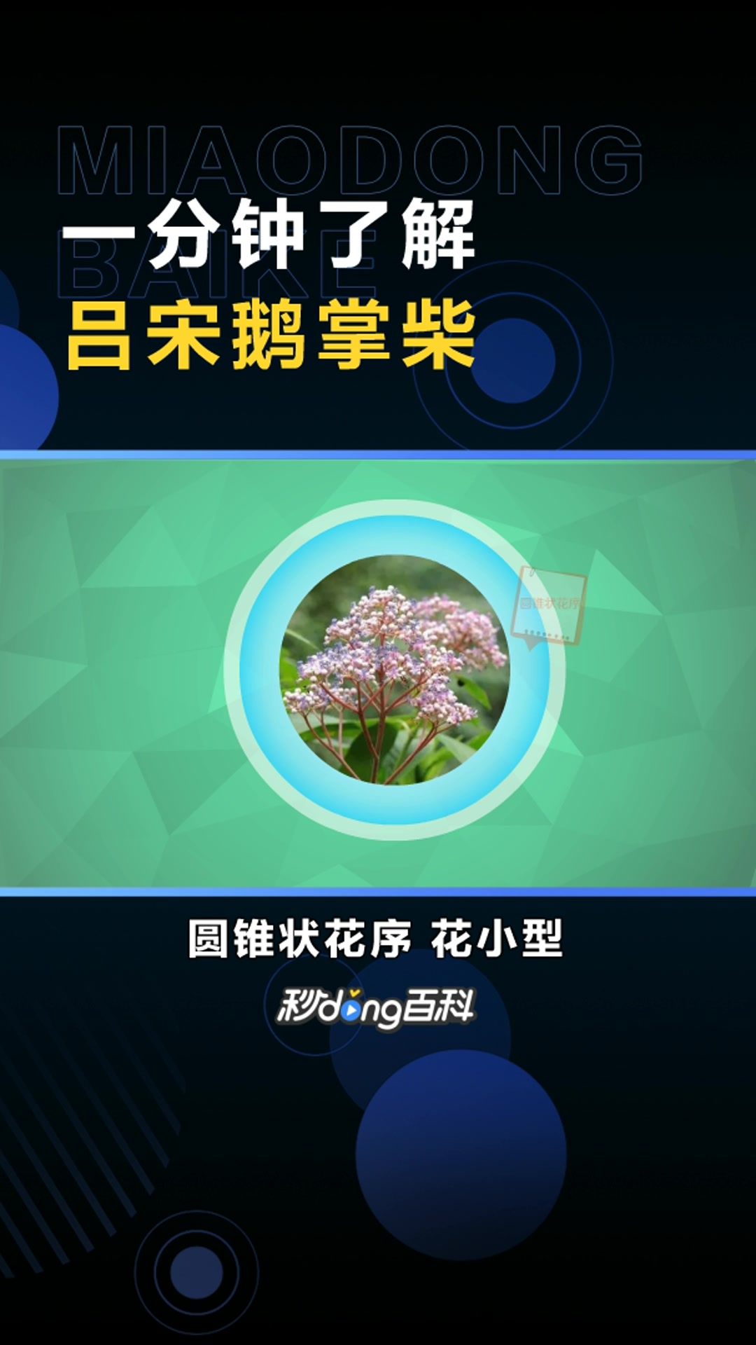 吕宋鹅掌柴:五加科鹅掌柴属植物