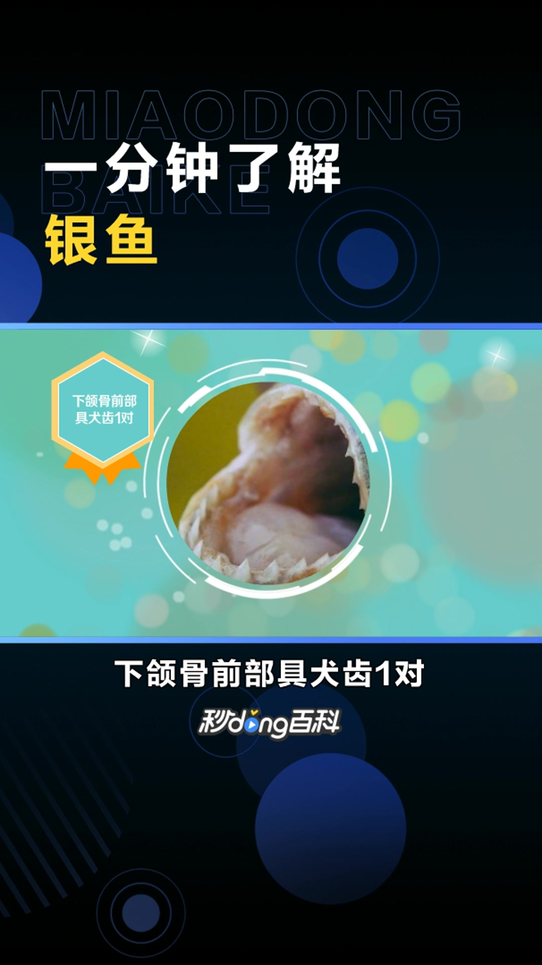银针鱼:银鱼科银鱼属动物