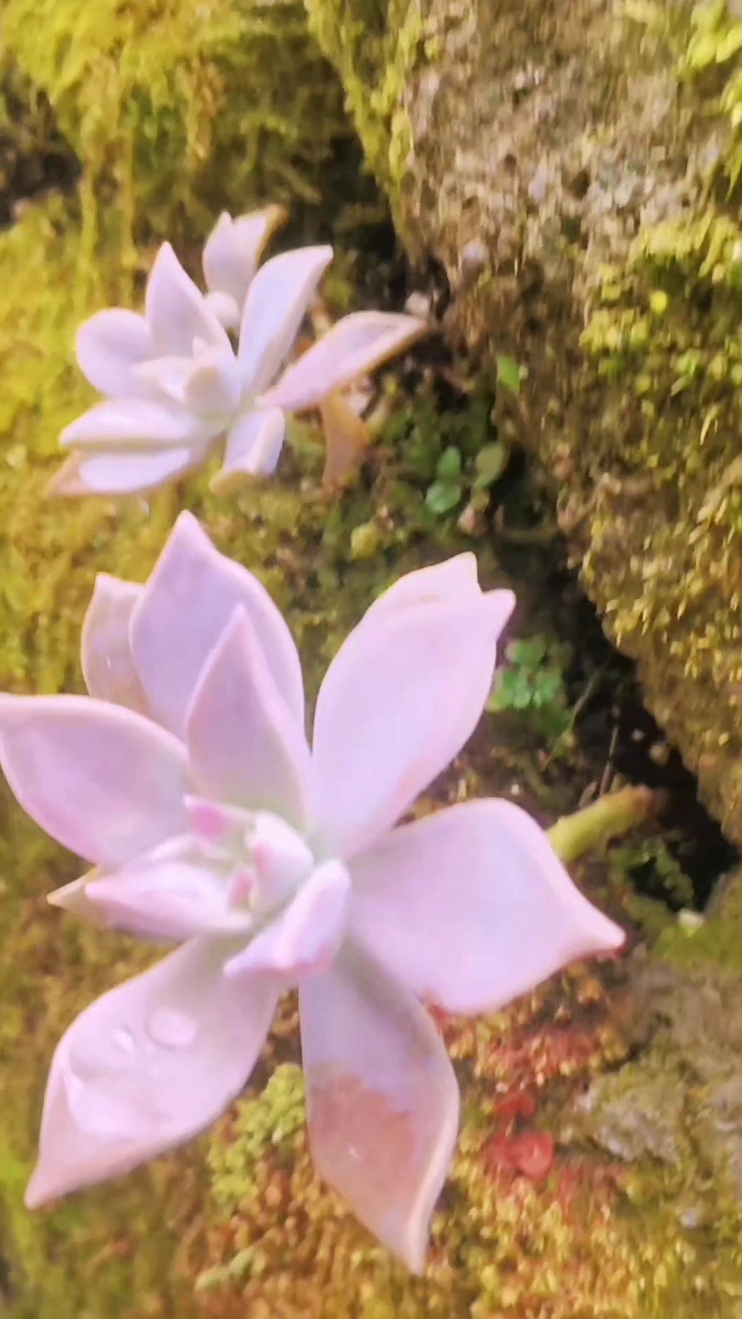 露养才是王道,活着才是硬道理,胧月才是多肉植物中的王者 多肉