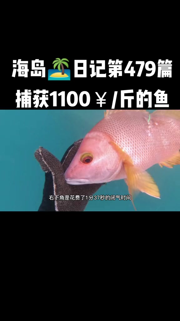 自由潜渔猎 捕获了一条1100一斤的鱼,叫做 星点笛鲷