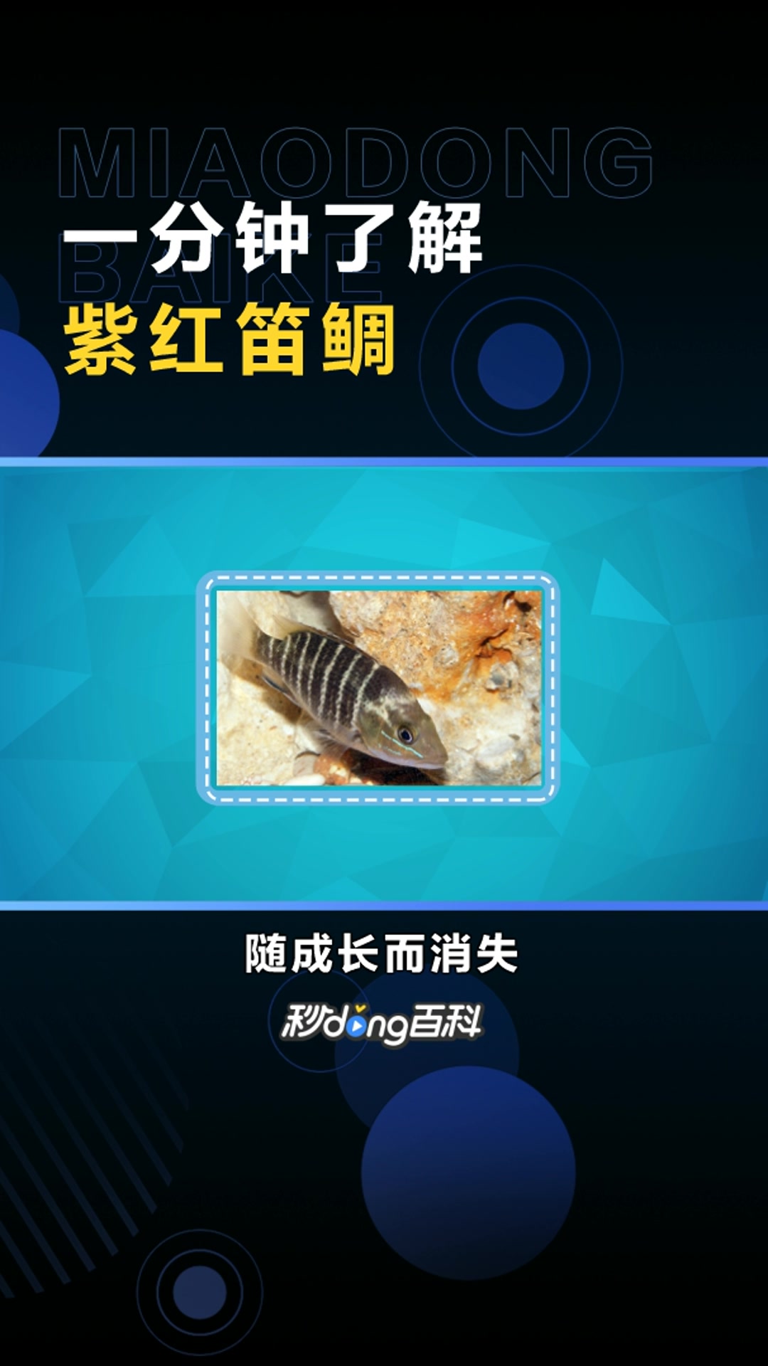 紫红笛鲷:印度至太平洋区重要之食用鱼