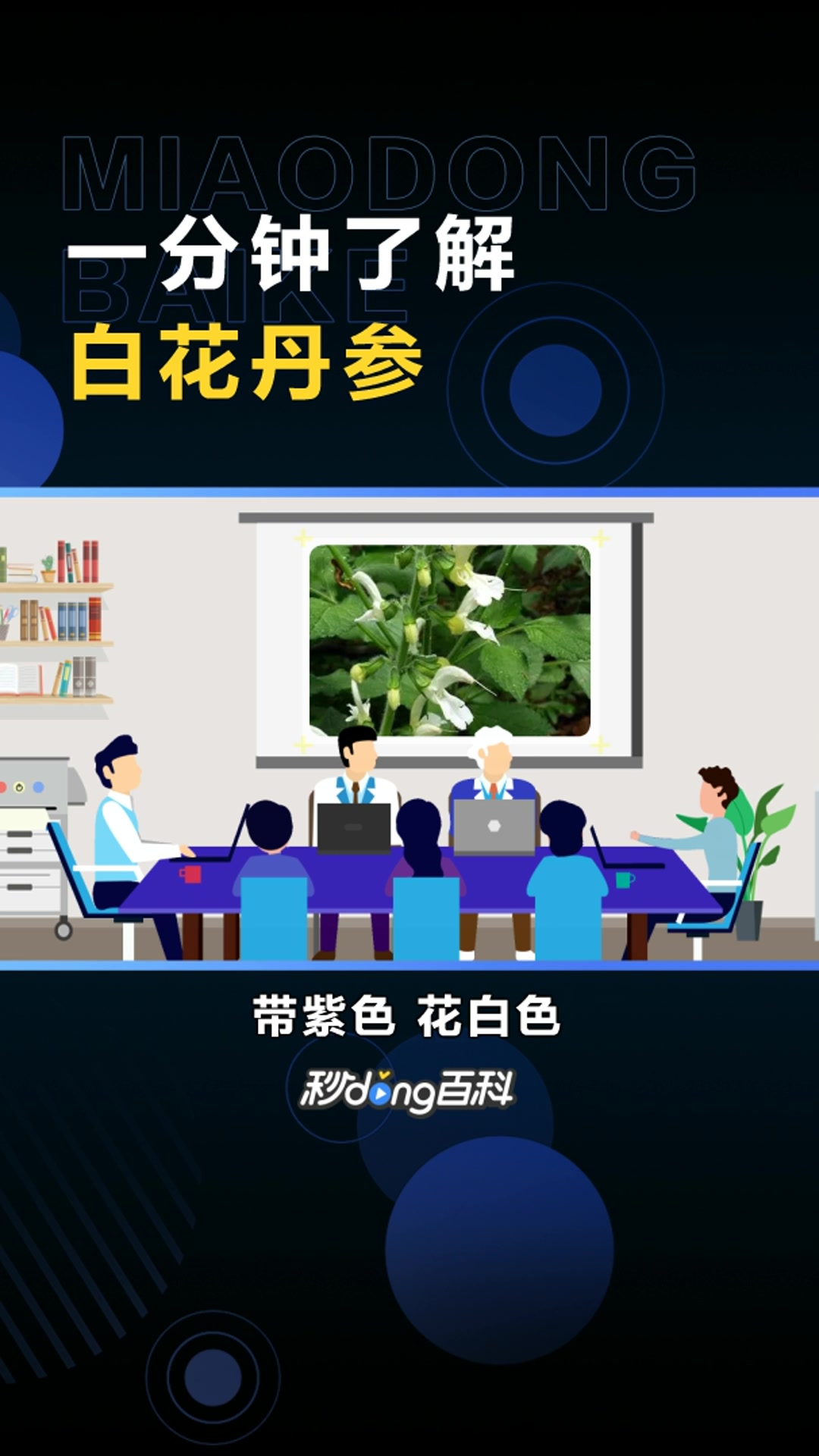 白花丹参:药用价值极高的草本植物