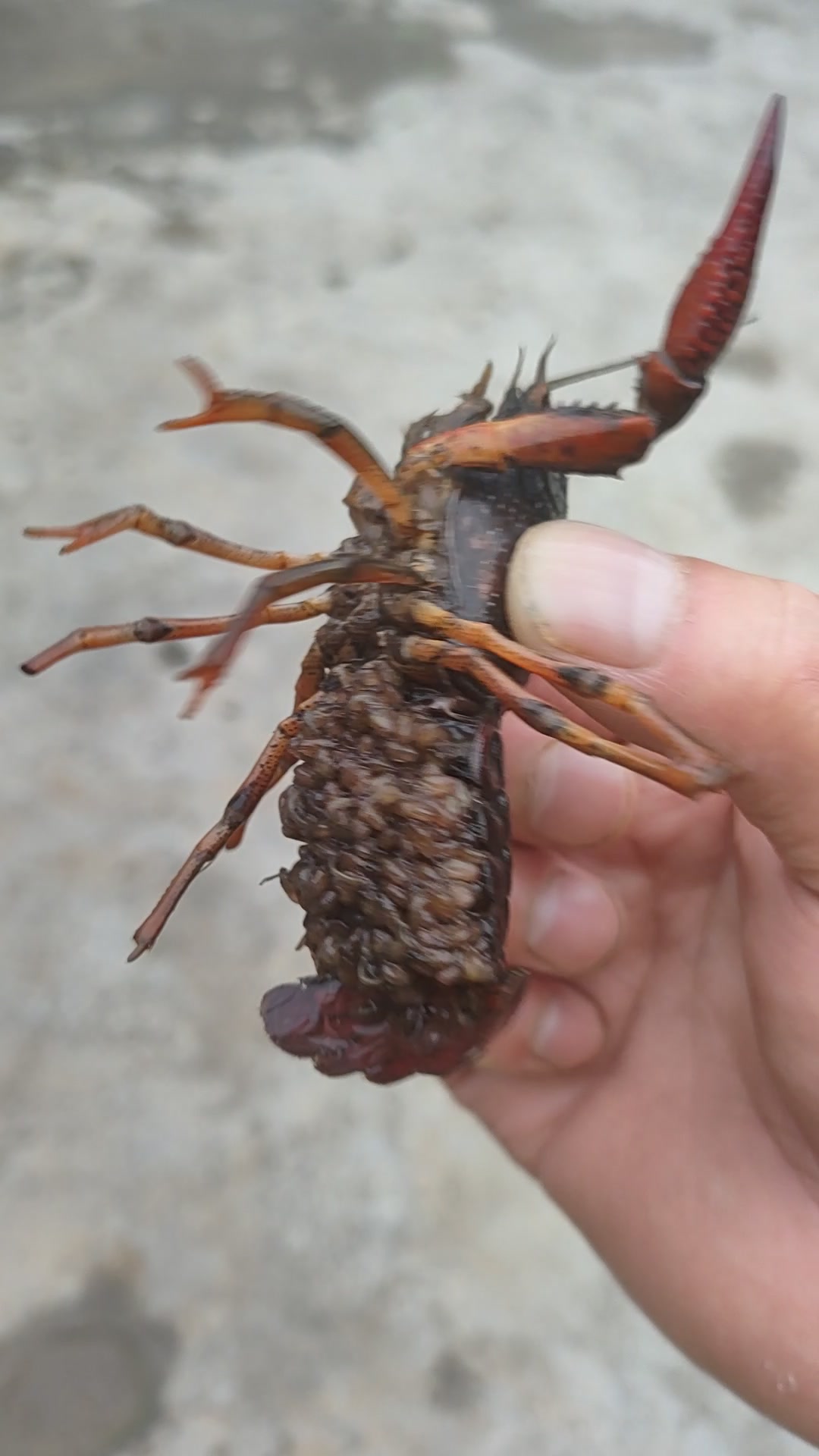 第一次看到龙虾产子