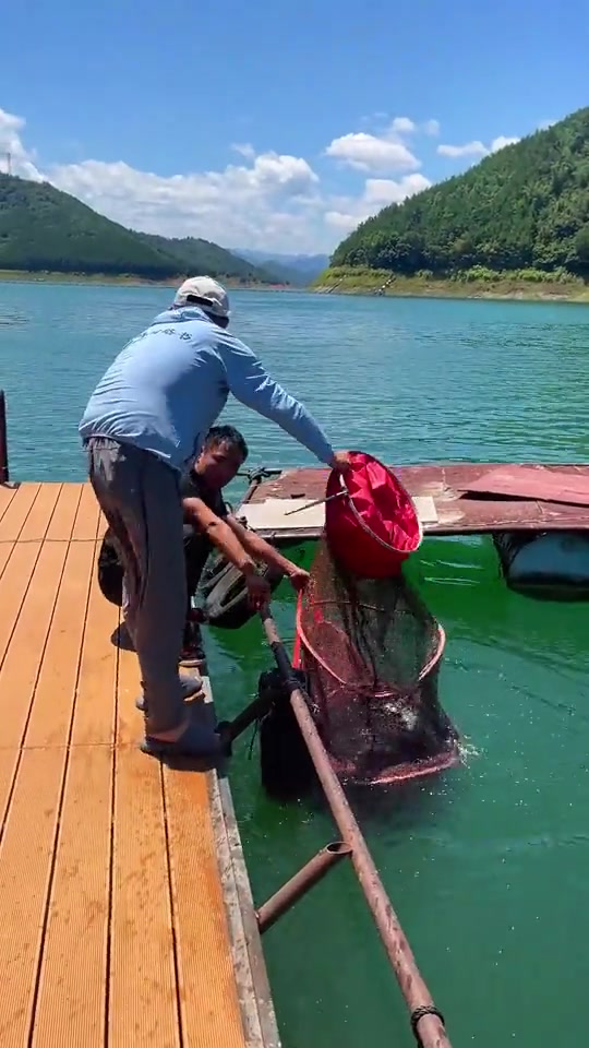 万峰湖野钓鲢鱼,收费150元一天的钓棚,你们看看好不好钓