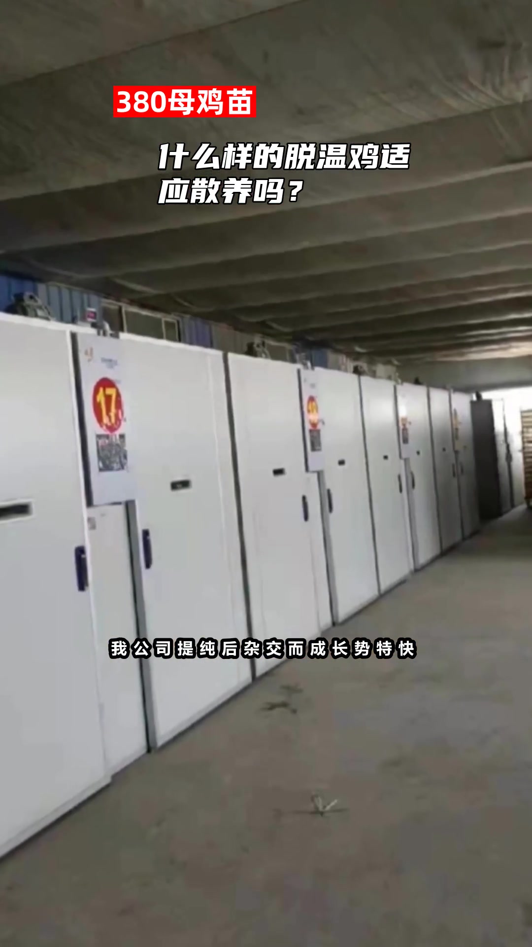 什么样的脱温鸡适应散养吗?