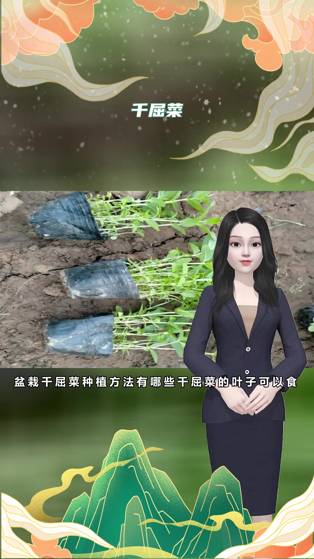 盆栽千屈菜优点