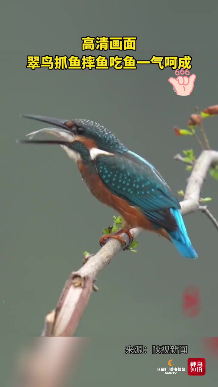 爱护大自然保护野生动物 抓拍精彩瞬间 翠鸟抓鱼,摔鱼吃鱼,一气呵成