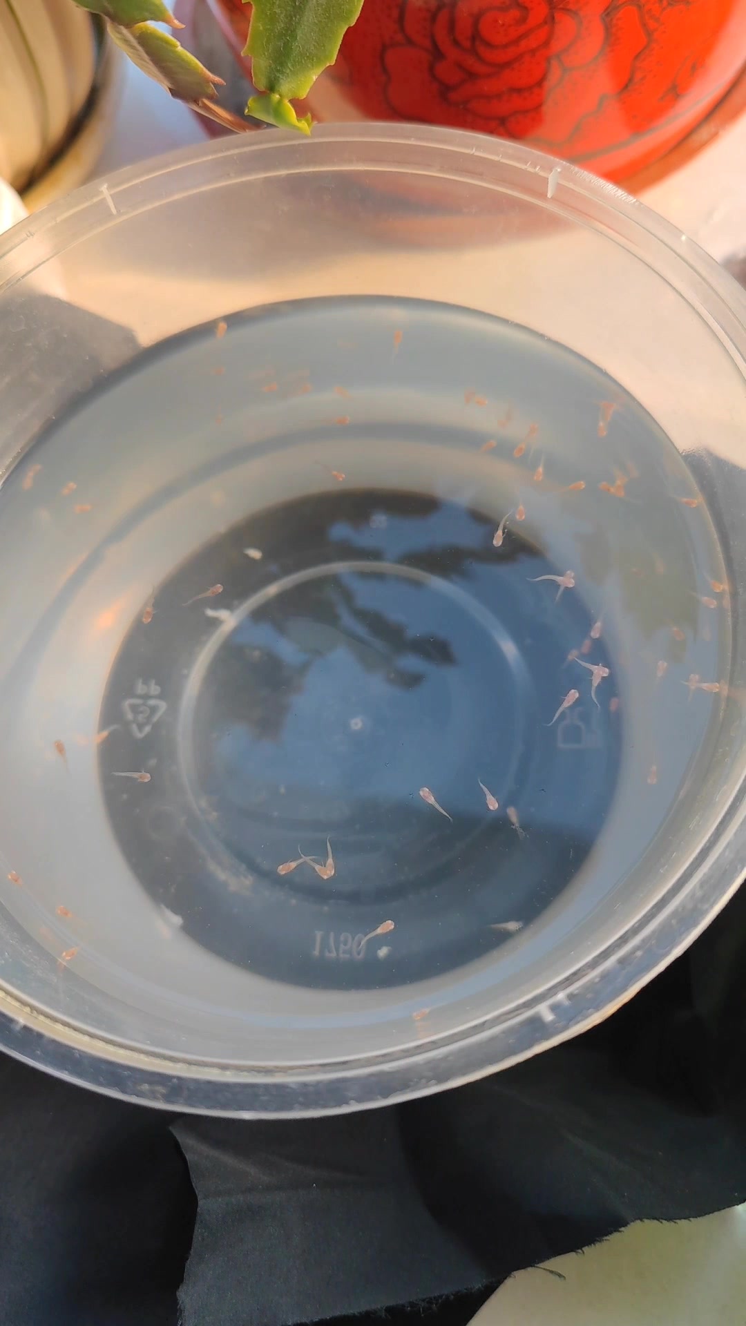 家里的鸿运当头通背双分水孔雀鱼生小鱼啦!