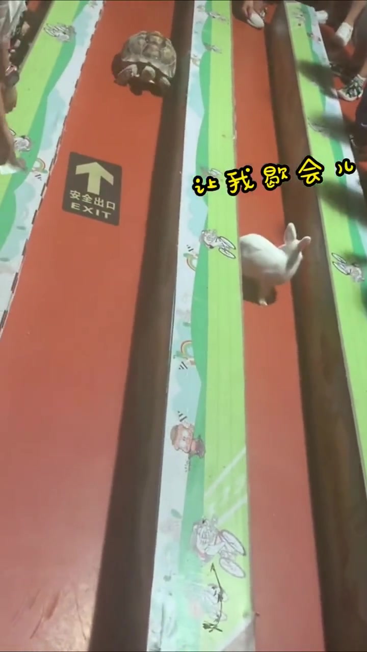 龟兔赛跑的故事到底是不是真的