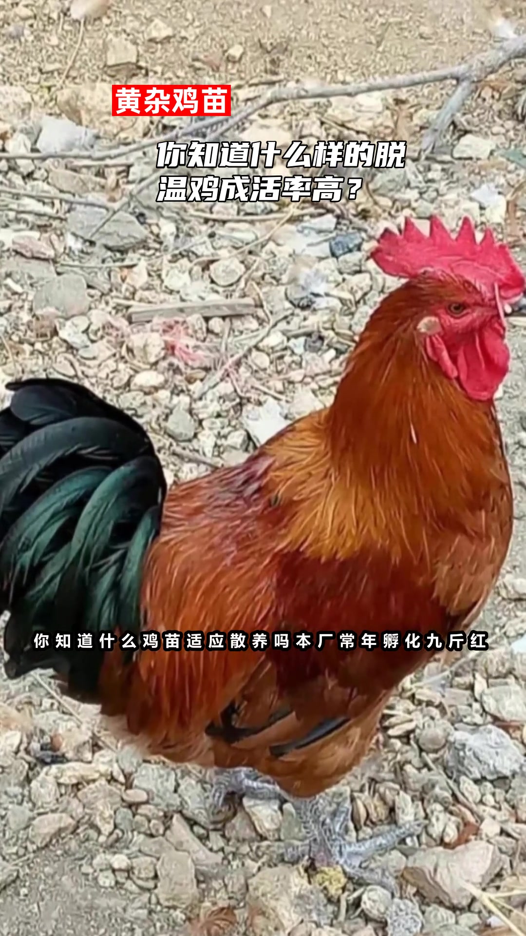 你知道什么样的脱温鸡成活率高?