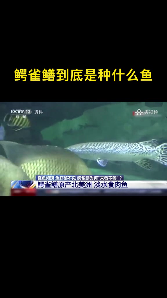 鳄雀鳝到底是种什么鱼?