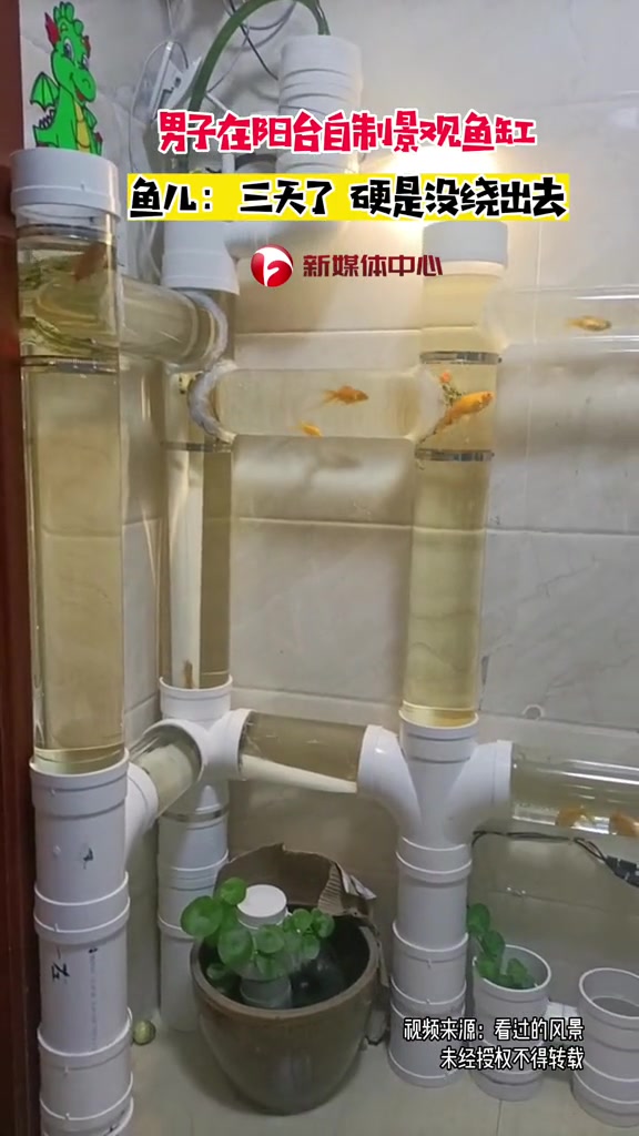 男子在阳台自制景观鱼缸,鱼儿:三天了硬是没游出去
