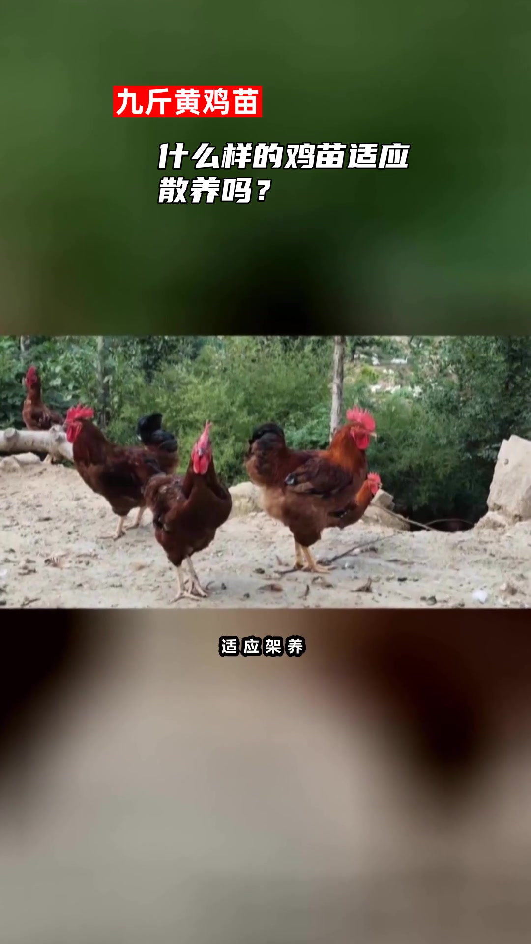 什么样的鸡苗适应散养吗?