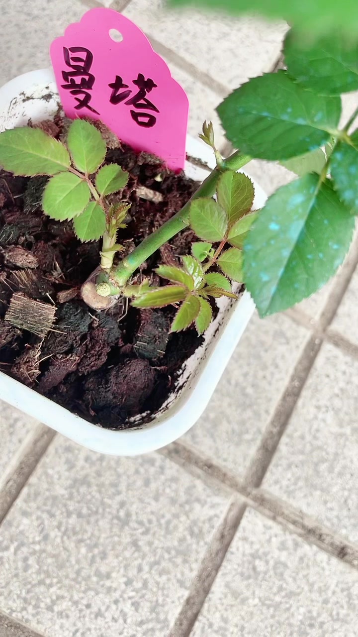 切花曼塔刚回来准备换盆给它来个特写
