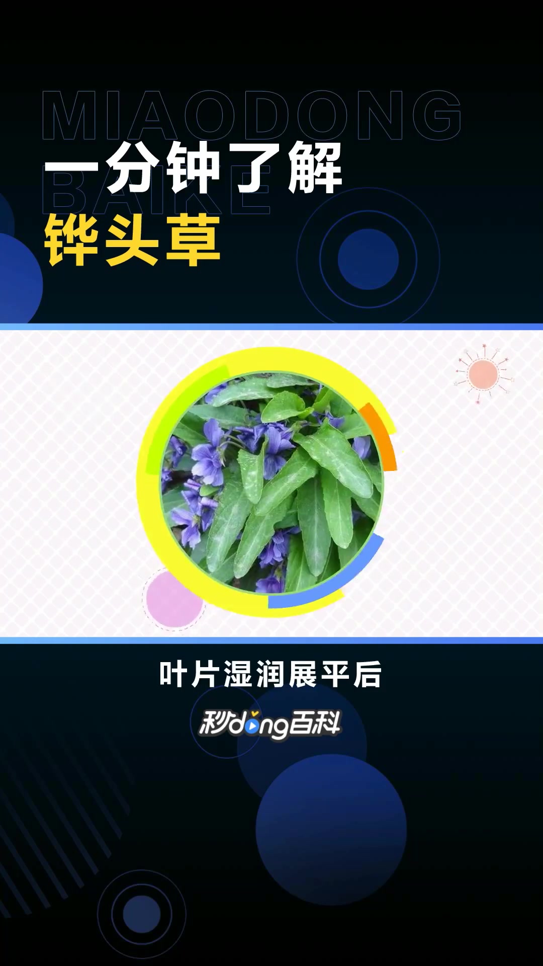 铧头草:堇菜科植物戟叶堇菜的全草