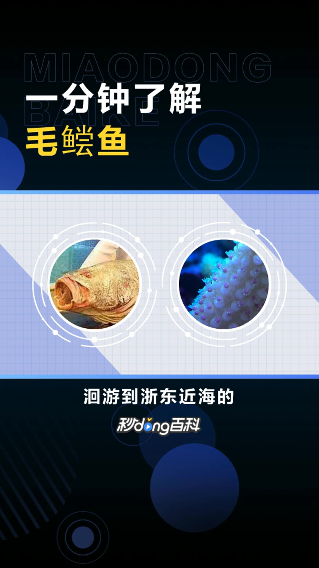 毛鲿鱼:大型食用海产鱼类