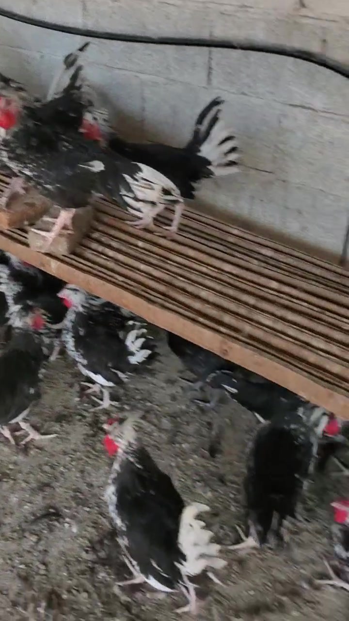 贵妃鸡可观赏可食用,母鸡产蛋率高,公鸡肉质鲜美,南方北方都可