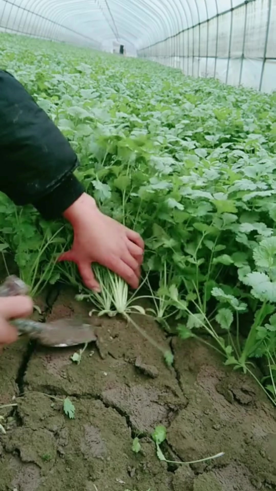 九月份适合种植的蔬菜有哪些