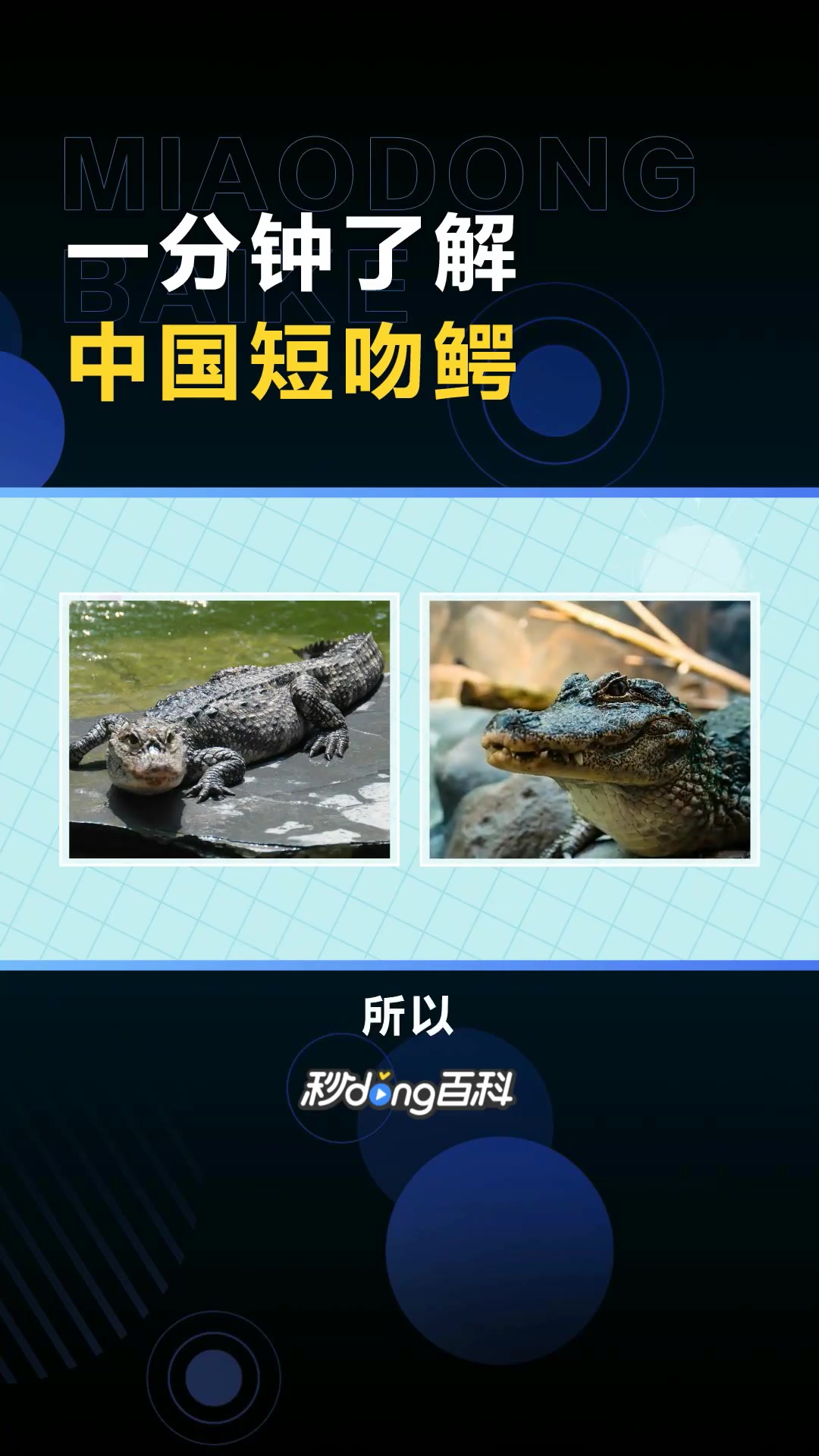 中国短吻鳄:是中国特有的一种鳄鱼