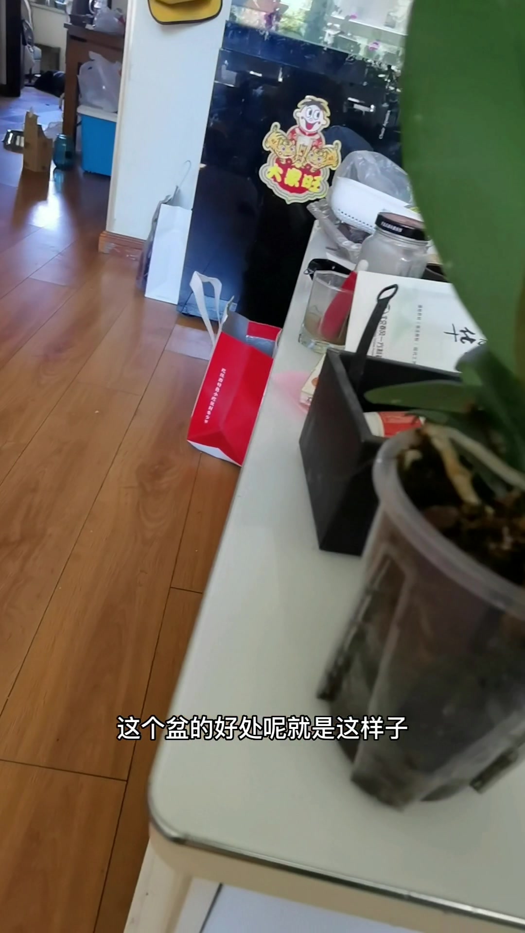 一款反差很大的蝴蝶兰,巧克力花如其名。