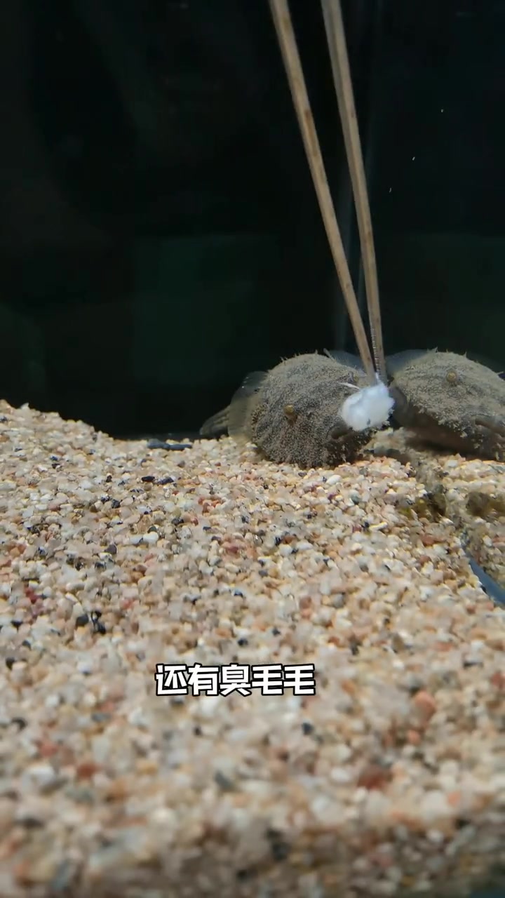 河里叫河豚,海水狗头为啥不叫海豚水族观赏鱼