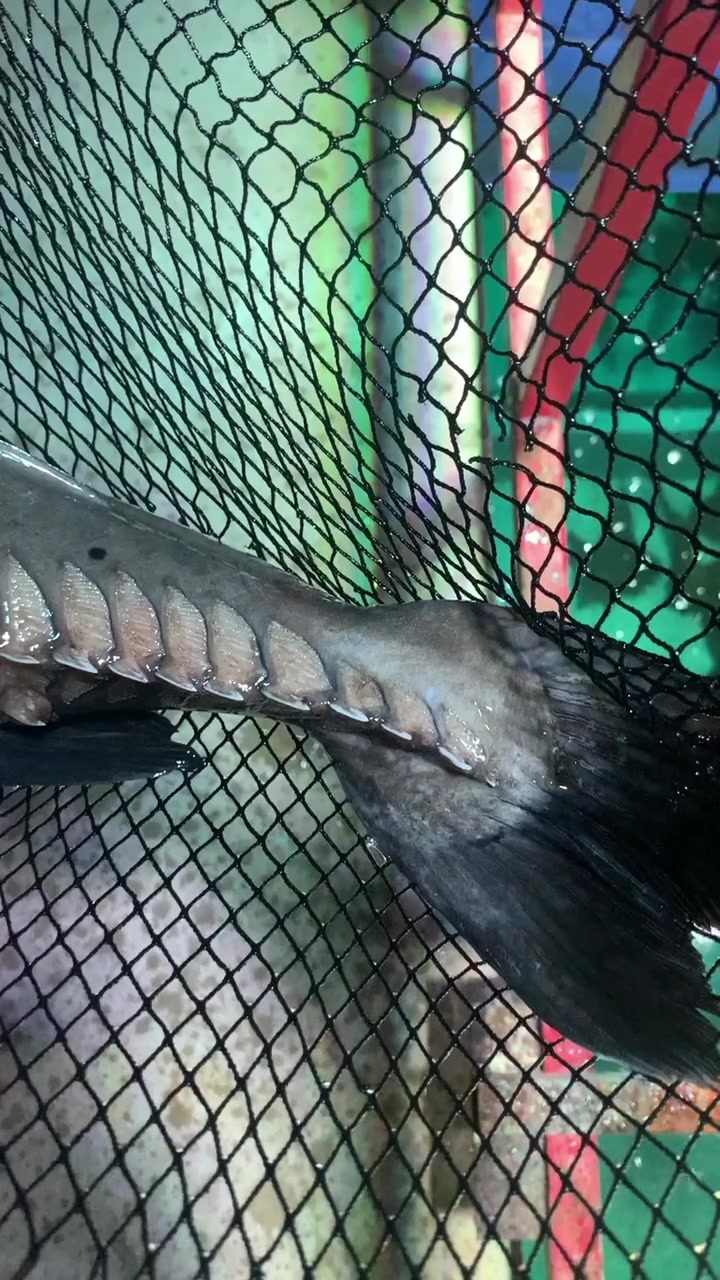 三个月居然长这么大观赏鱼水族养鱼日记铁甲武士鱼