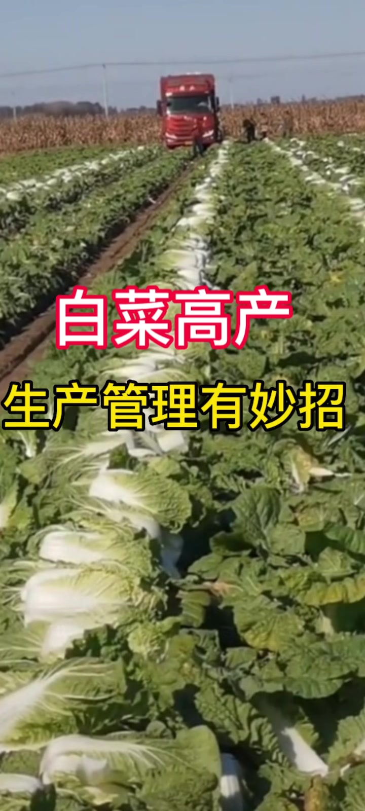 要想白菜长得大,长得好,生产管理有妙招