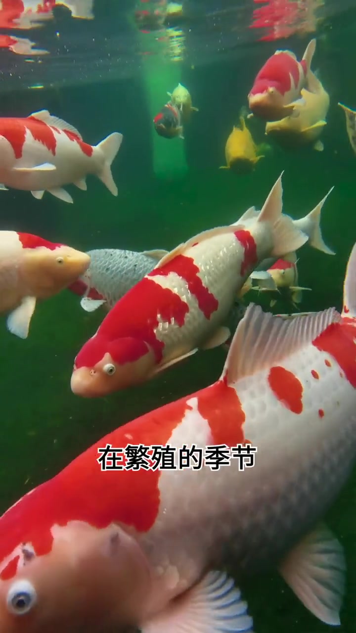 公鱼母鱼能不能一起养?