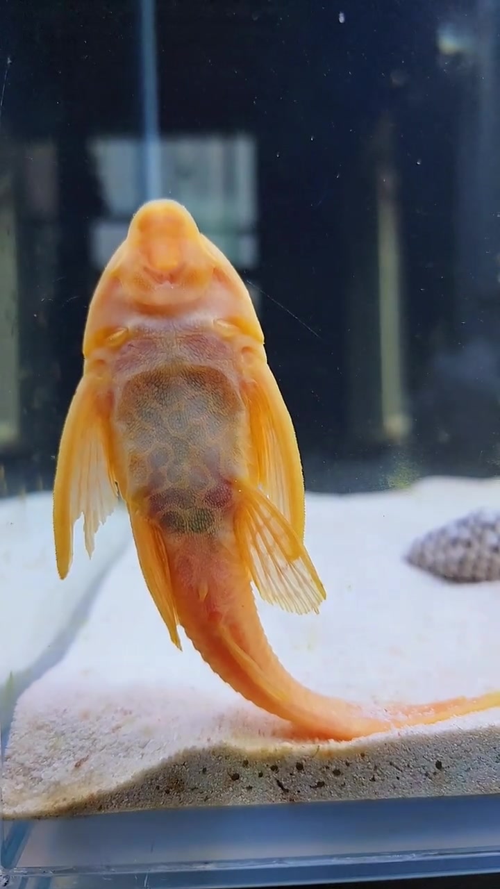 三湖慈鲷缸终于加鱼了