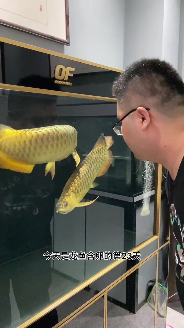 龙鱼缸内繁殖第二十三天观赏鱼龙鱼水族