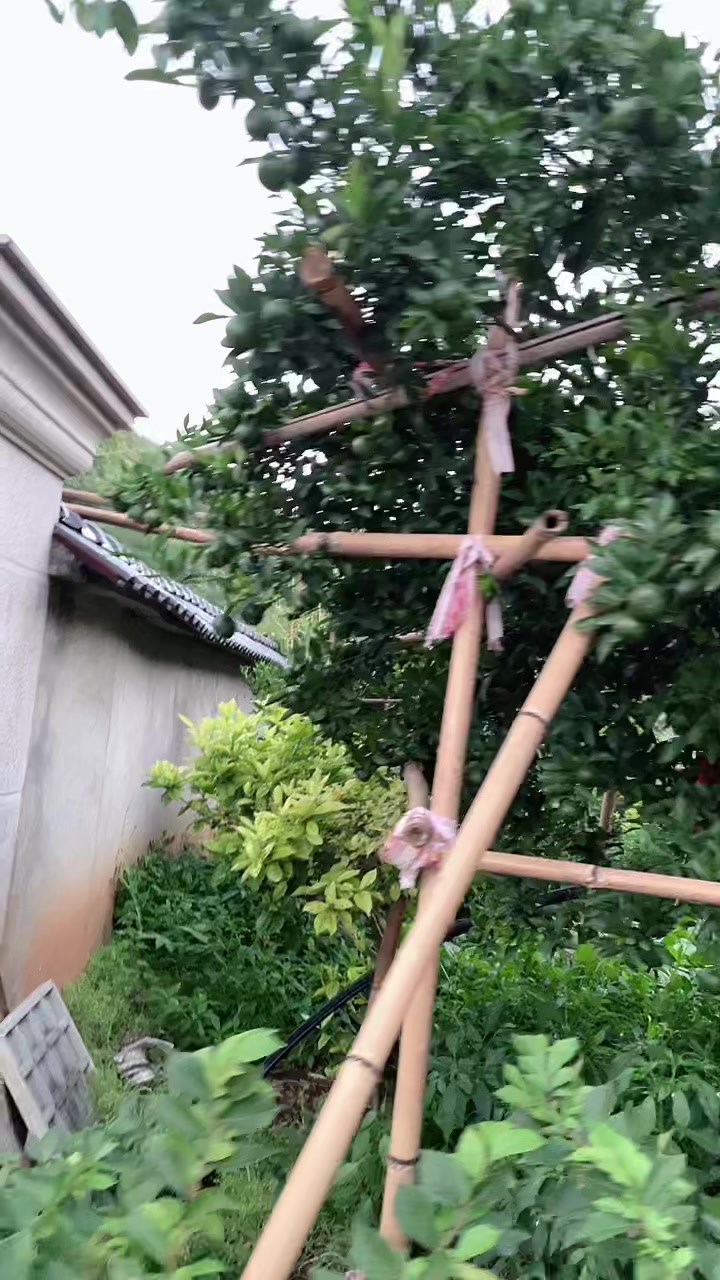 院子里的芦柑挂满枝头