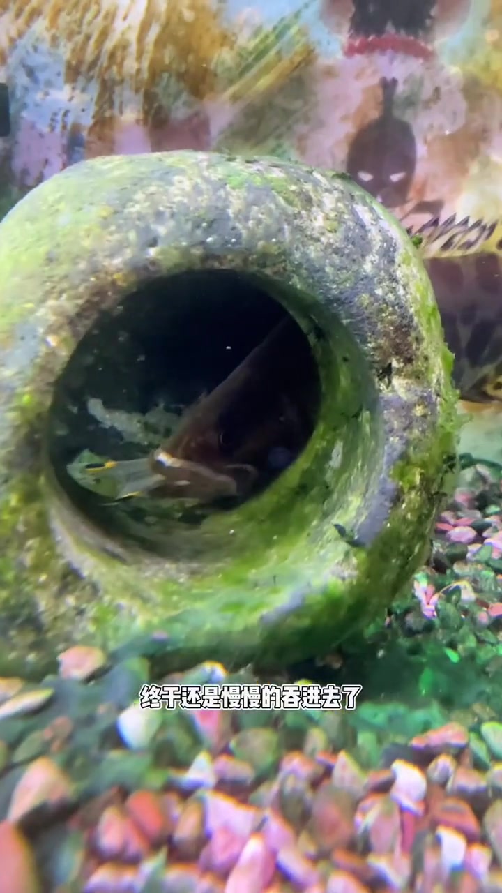 红纹鳜鱼吃一眉道人啦