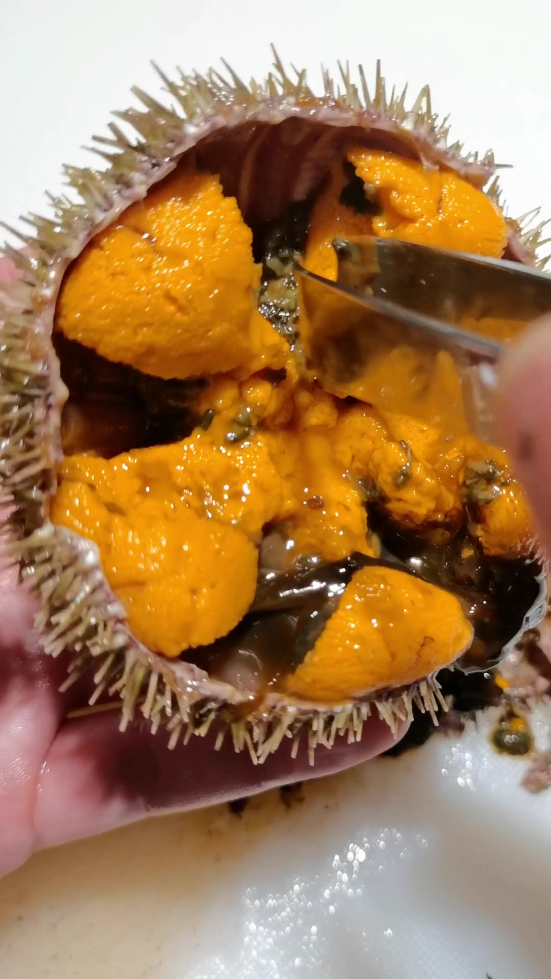 活海胆刺身你吃过吗?158一只,味道鲜美甘甜