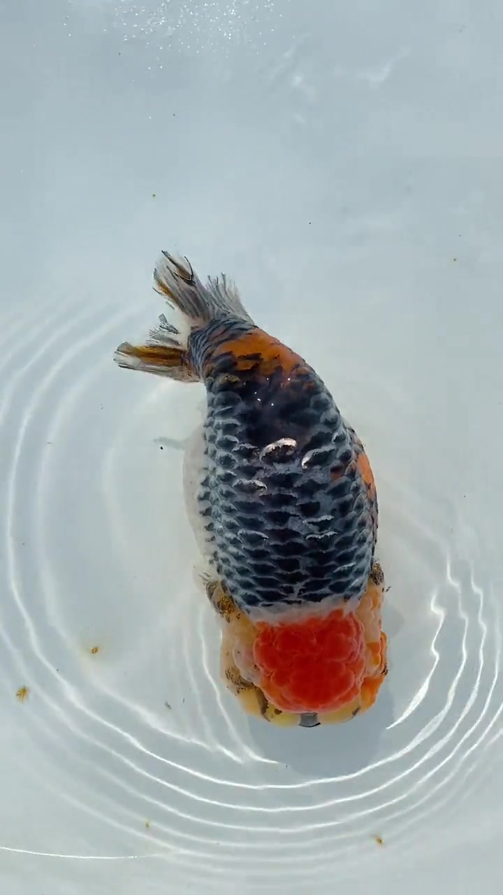 麒麟天花板兰寿金鱼