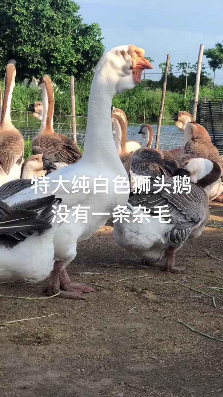 纯狮头鹅苗,来看美不美