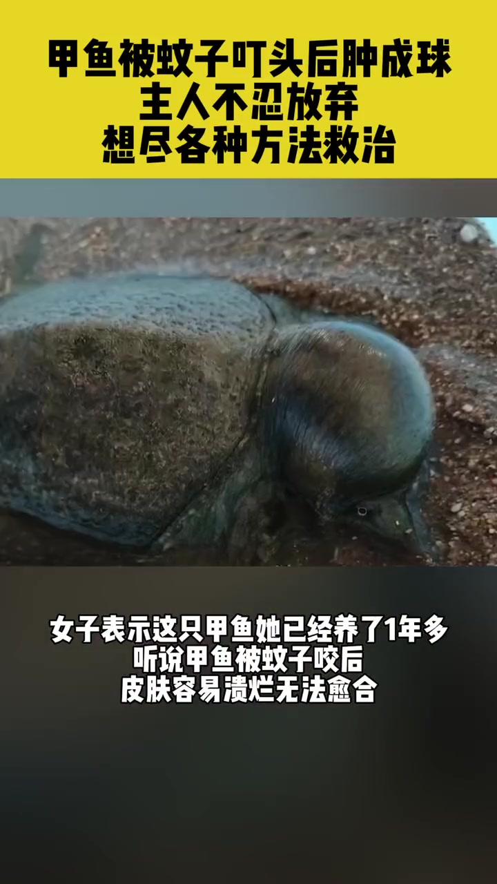 9月6日福建南平,甲鱼被蚊子叮头后肿成球,主人不忍放弃,想尽各种方法救治