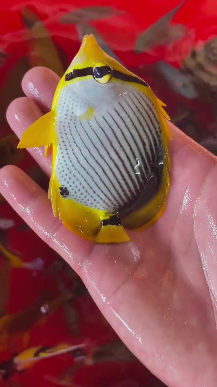 海底观赏鱼海水观赏鱼西沙群岛观赏鱼