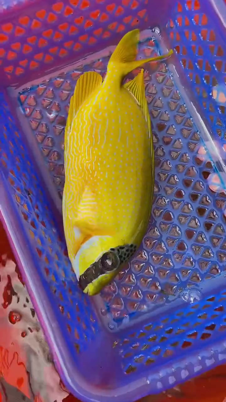 海底观赏鱼西沙群岛观赏鱼