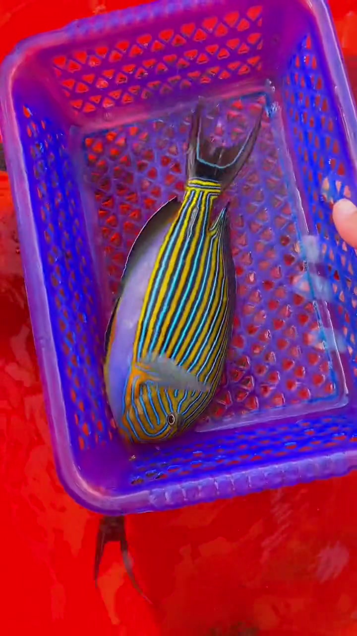 小小整海南观赏鱼海南海鲜海鲜西沙群岛