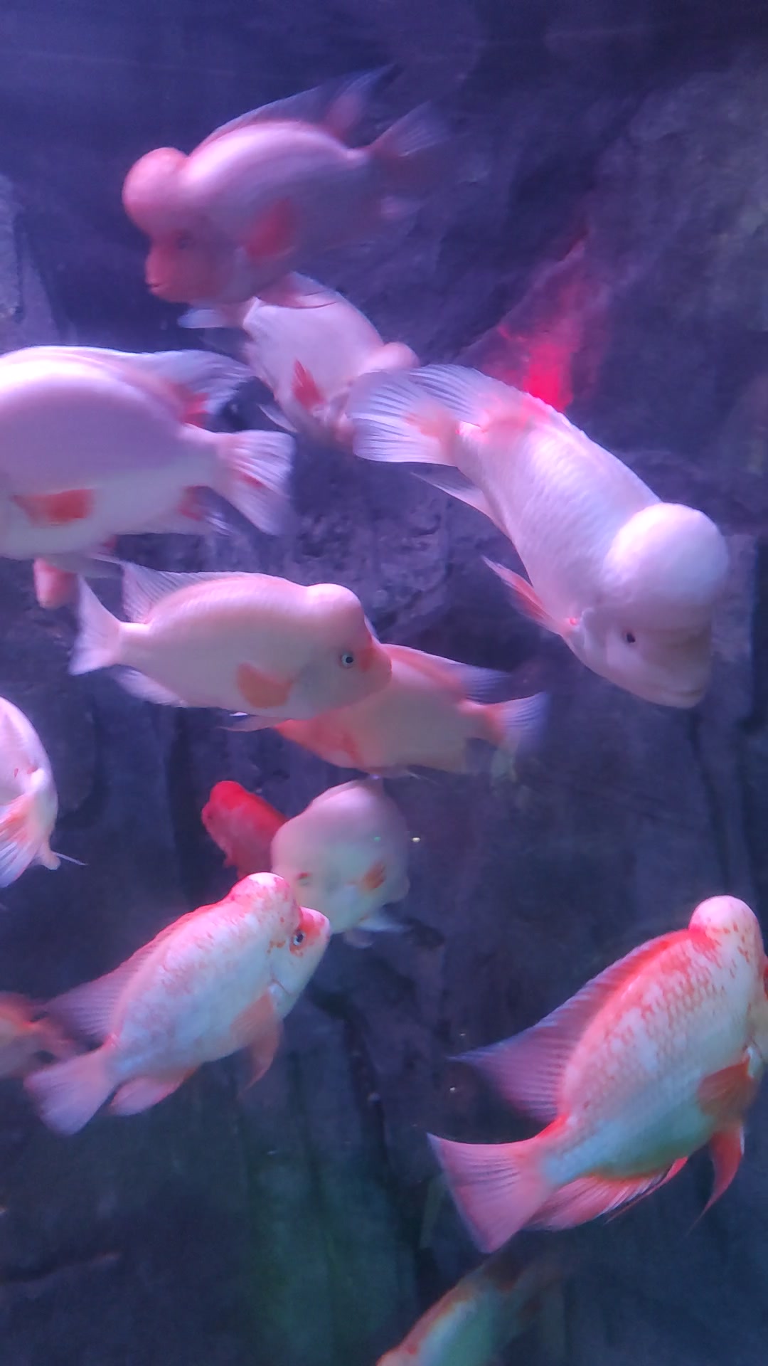 遇到寿星鱼,福寿绵长