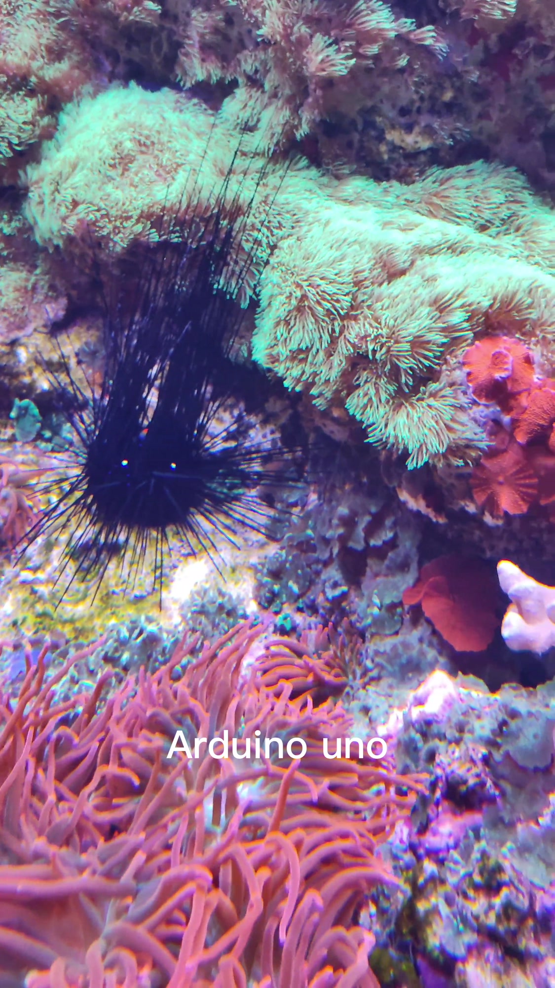你知道arduino uno的官方英文发音吗?