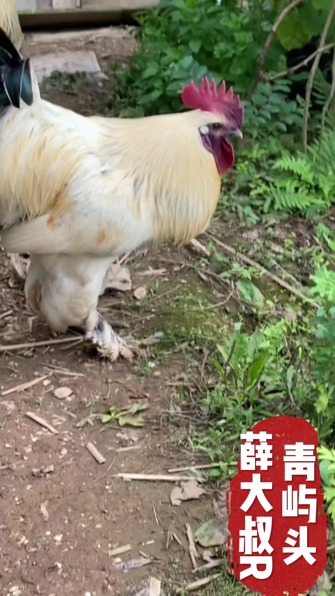 无量山乌骨鸡孵化到生蛋太好养了